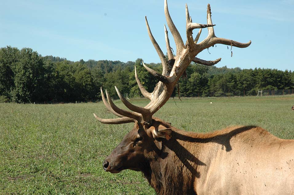 Entries Open In Muzzleloading Big Game Record Book: 2016 - TheGunMag ...