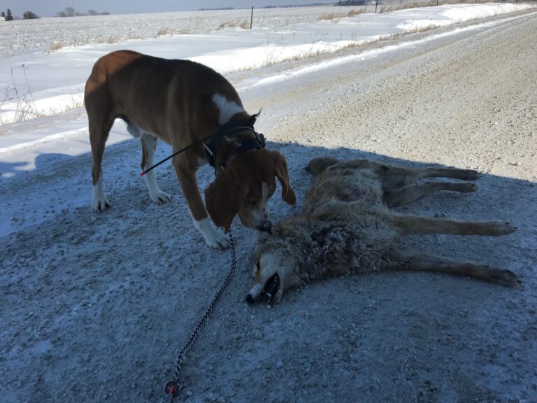 coyote hunting dogs